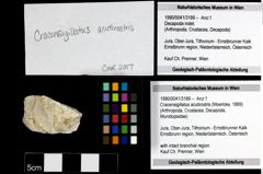 Foto (Objekt + Etiketten) von Cracensigillatus acutirostris (Moericke, 1889) 
